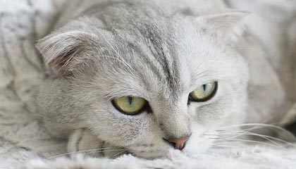 中超浙江队新帅阿洛伊西：球队将以崭新面貌迎接新赛季